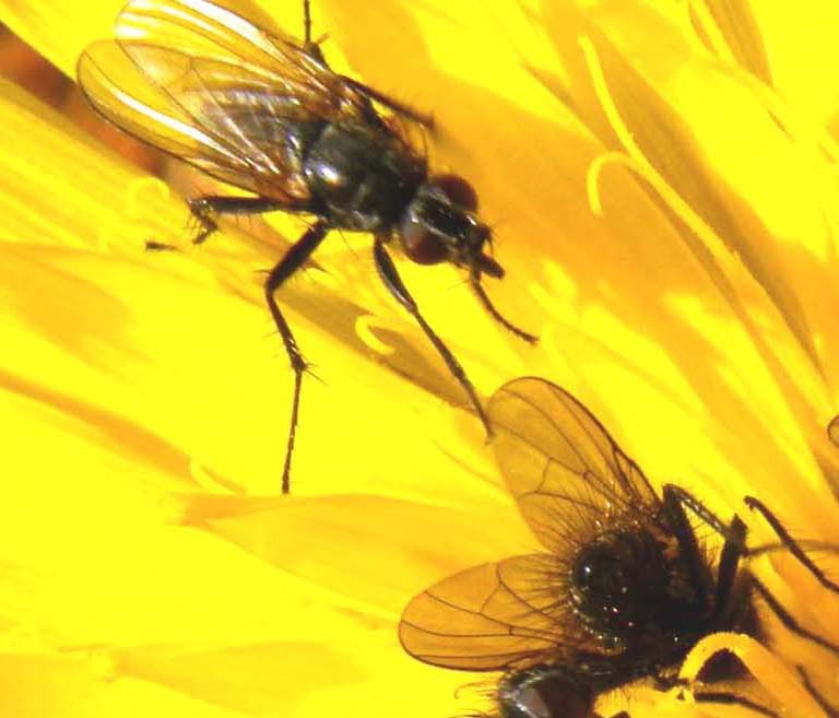 Assembramento di ditteri sopra un fiore